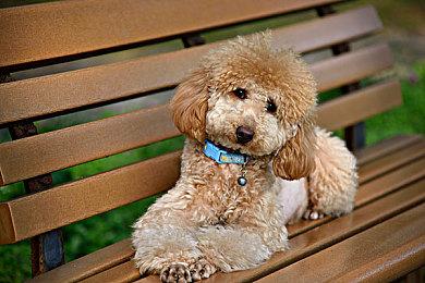 立刻搭乘摇篮灵柩！《奇异贤伴 爱达之歌》即将举办封闭β测试！